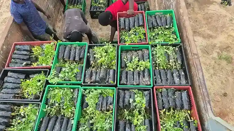 High-Quality Tree Seedlings